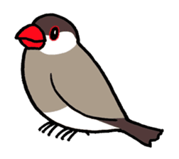 "Daily Java sparrow" With bird 02 sticker #774591