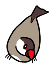 "Daily Java sparrow" With bird 02 sticker #774593