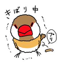 "Daily Java sparrow" With bird 02 sticker #774606