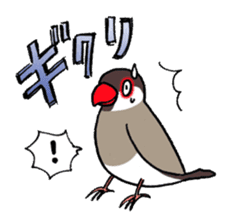 "Daily Java sparrow" With bird 02 sticker #774620