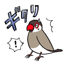 "Daily Java sparrow" With bird 02 sticker #774620