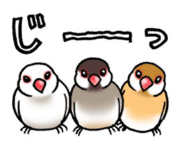 "Daily Java sparrow" With bird 02 sticker #774629