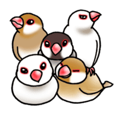 "Daily Java sparrow" With bird 02 sticker #774630