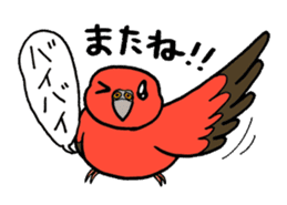 "Daily Bourke's Parrot" With bird 03 sticker #788088