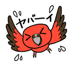 "Daily Bourke's Parrot" With bird 03 sticker #788092