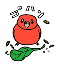 "Daily Bourke's Parrot" With bird 03 sticker #788095