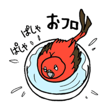 "Daily Bourke's Parrot" With bird 03 sticker #788096