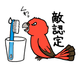 "Daily Bourke's Parrot" With bird 03 sticker #788099