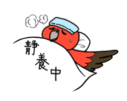 "Daily Bourke's Parrot" With bird 03 sticker #788108