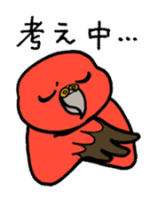 "Daily Bourke's Parrot" With bird 03 sticker #788115