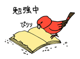 "Daily Bourke's Parrot" With bird 03 sticker #788116