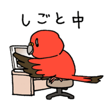 "Daily Bourke's Parrot" With bird 03 sticker #788117