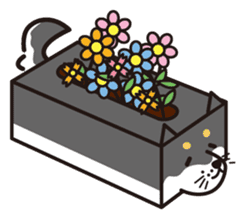 Tissue box Shiba-ken sticker #792605