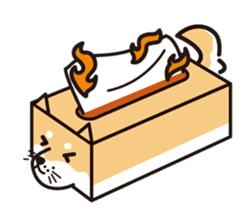 Tissue box Shiba-ken sticker #792622