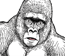 Gorilla gorilla gorilla 7 sticker #798323