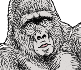 Gorilla gorilla gorilla 7 sticker #798328