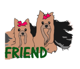 A cheerful Yorkshire terrier The second sticker #807285