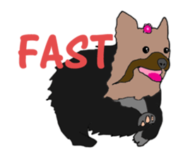 A cheerful Yorkshire terrier The second sticker #807286