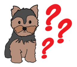 A cheerful Yorkshire terrier The second sticker #807297