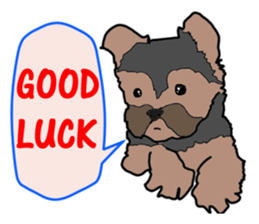 A cheerful Yorkshire terrier The second sticker #807300