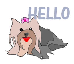 A cheerful Yorkshire terrier The second sticker #807303
