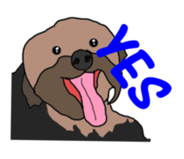 A cheerful Yorkshire terrier The second sticker #807305