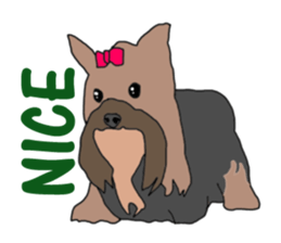 A cheerful Yorkshire terrier The second sticker #807306