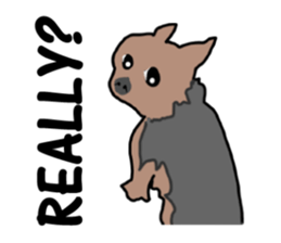 A cheerful Yorkshire terrier The second sticker #807307