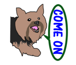 A cheerful Yorkshire terrier The second sticker #807308