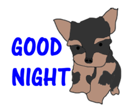 A cheerful Yorkshire terrier The second sticker #807309