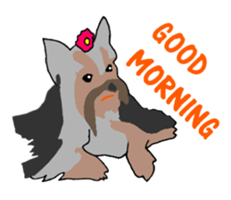 A cheerful Yorkshire terrier The second sticker #807311