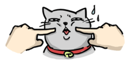 Funny Cats sticker #822349