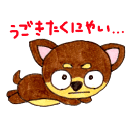 Yamato Maro eyebrow Chihuahua sticker #825028