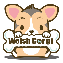 welsh corgi/tricolor