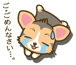 welsh corgi/tricolor sticker #836730