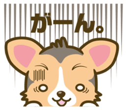 welsh corgi/tricolor sticker #836733