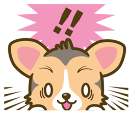 welsh corgi/tricolor sticker #836734