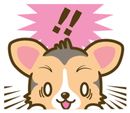 welsh corgi/tricolor sticker #836734