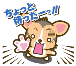 welsh corgi/tricolor sticker #836742