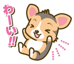 welsh corgi/tricolor sticker #836746