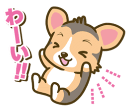 welsh corgi/tricolor sticker #836746