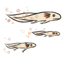 Floral design axolotl sticker #846948