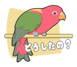 parrots sticker #853683