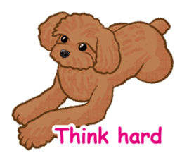 Toy poodles will heal(English) sticker #863103