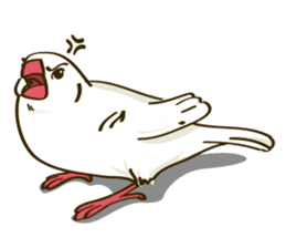 Java Sparrow sticker #872719