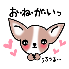 Talkative Smooth Coat Chihuahua