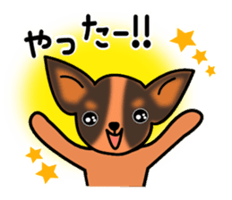 Talkative Smooth Coat Chihuahua sticker #885162