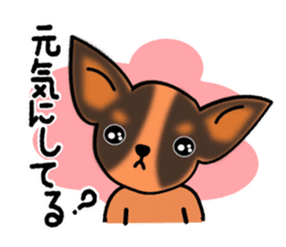 Talkative Smooth Coat Chihuahua sticker #885163