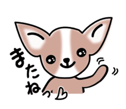 Talkative Smooth Coat Chihuahua sticker #885164