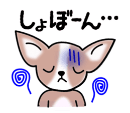 Talkative Smooth Coat Chihuahua sticker #885168